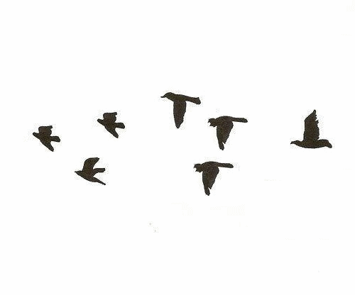 proteccion-avifauna-instalaciones-electricas-paco-garcia-valencia-02